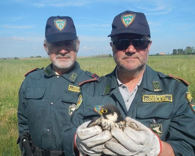 Recuperato un falco ferito a un’ala 