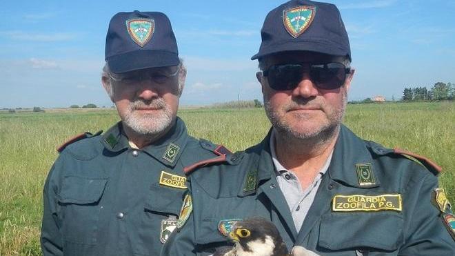 Recuperato un falco ferito a un’ala