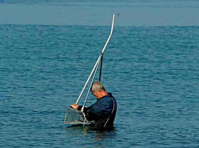 Vietata la pesca delle telline nelle acque davanti a Tirrenia