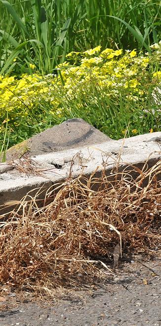 La guerra ai diserbanti arriva in Provincia