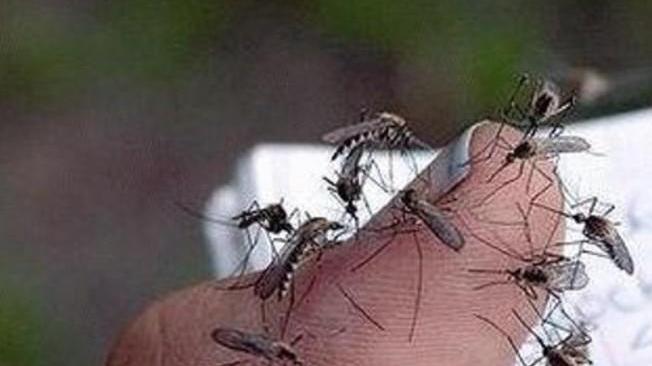 Zanzare giganti, attacco disinfestante bis