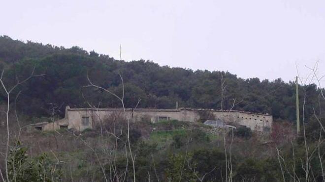 Randagi, nuove strutture contro gli abbandoni