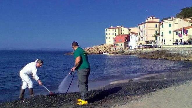 Migliaia di velelle invadono le spiagge dell’isola d’Elba