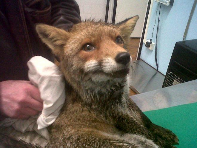 Torna il servizio di soccorso per gli animali feriti 