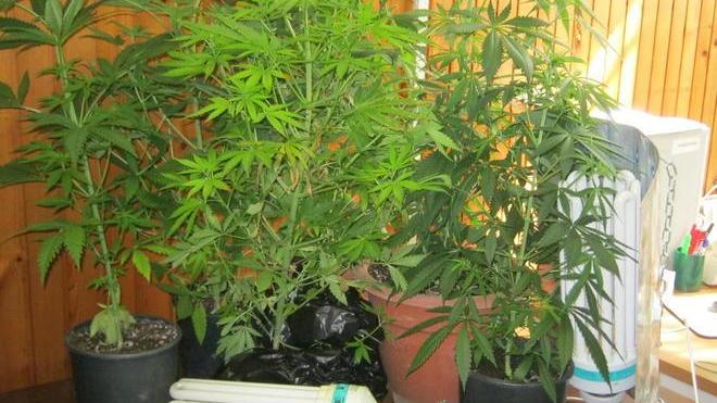 Coltiva marijuana nell’armadio, arrestato