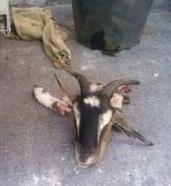 Una testa di capra mozzata lasciata davanti a un palazzo