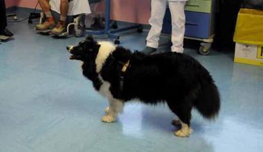 Al via la pet-therapy in oncologia 