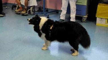 Al via la pet-therapy in oncologia
