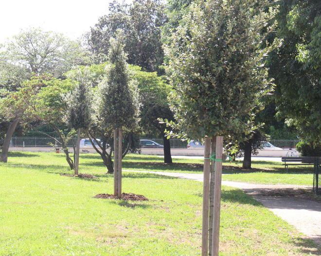 Via Beppe Orlandi, piantati cinque nuovi alberi al posto della grande quercia abbattuta 