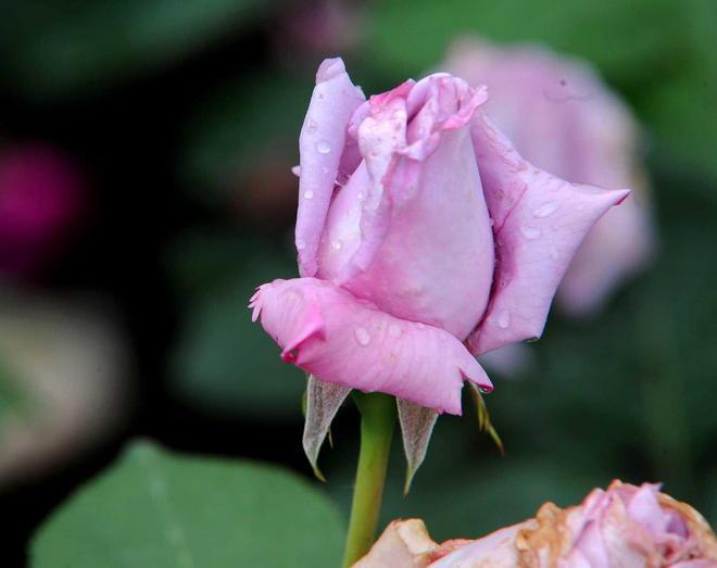 “Sublime Rosa” ai vivai Barni 