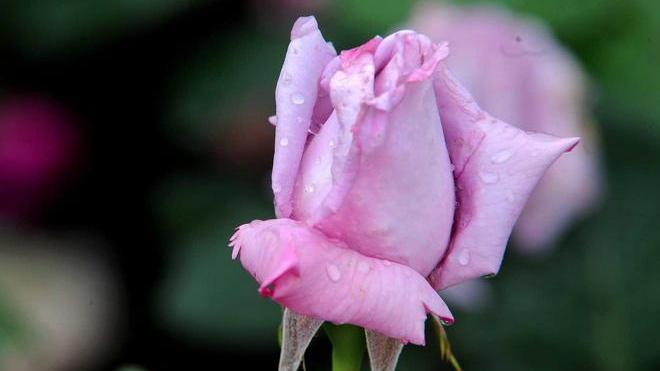 “Sublime Rosa” ai vivai Barni