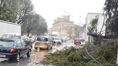 Maltempo, disagi e alberi caduti