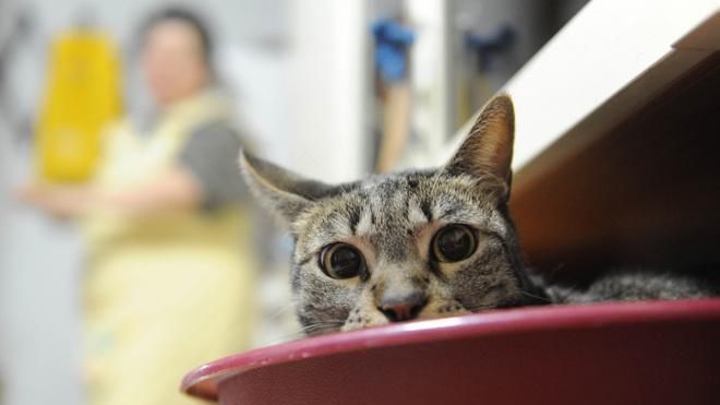 Legambiente Prato tra le città «amiche» degli animali
