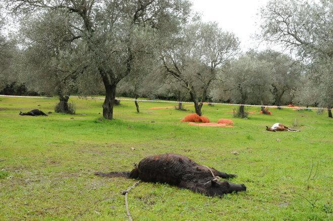 Attentato contro allevatore, uccisi 4 cavalli e 55 pecore 