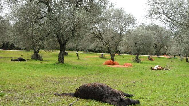 Attentato contro allevatore, uccisi 4 cavalli e 55 pecore 