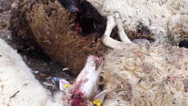Un nuovo attacco nella notte