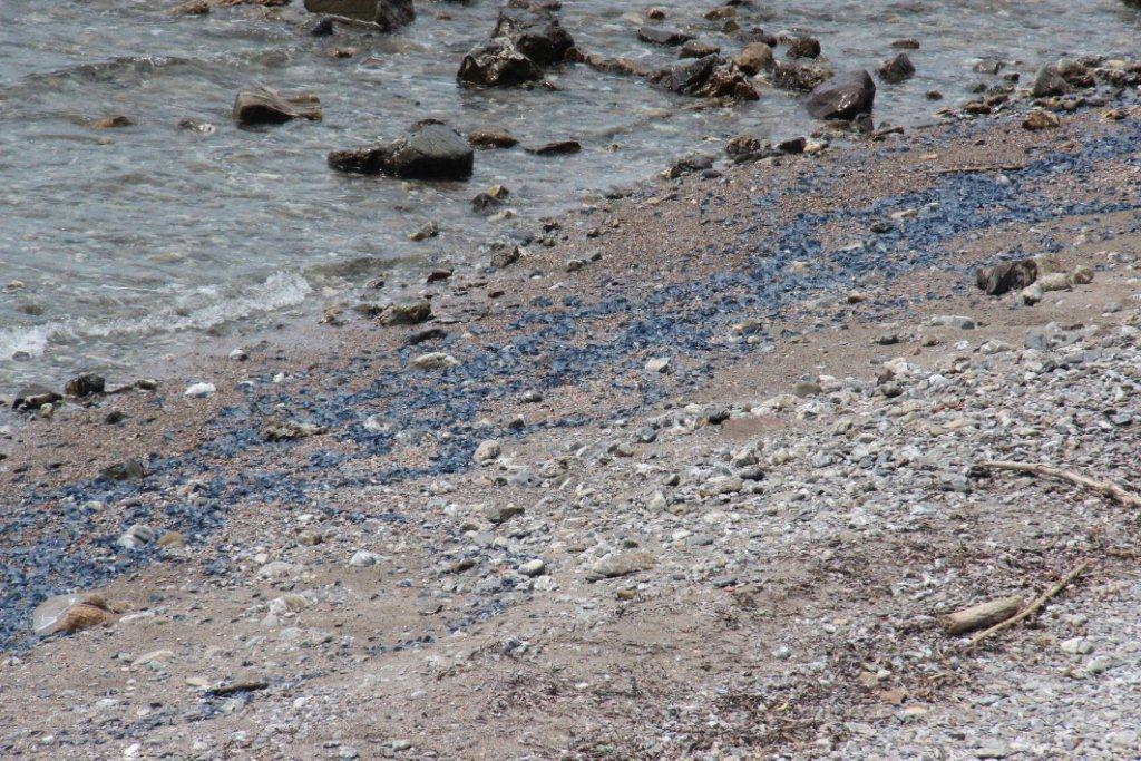 Tartaruga morta ad Antignano, rilievi dell’Arpat 
