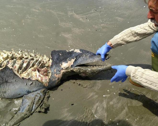 Il mare restituisce un altro delfino morto 