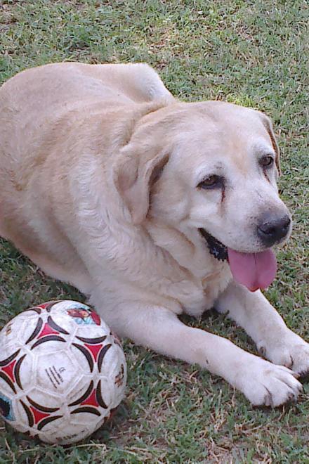Trovati morti avvelenati due cani