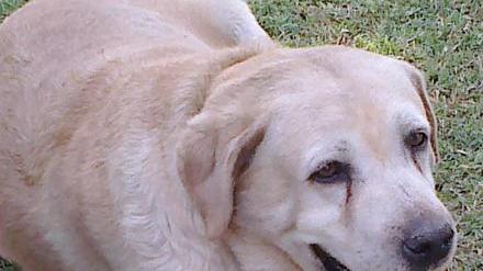 Trovati morti avvelenati due cani