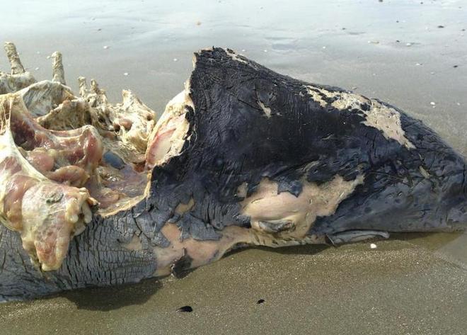Carcassa di delfino trovata sulla spiaggia 