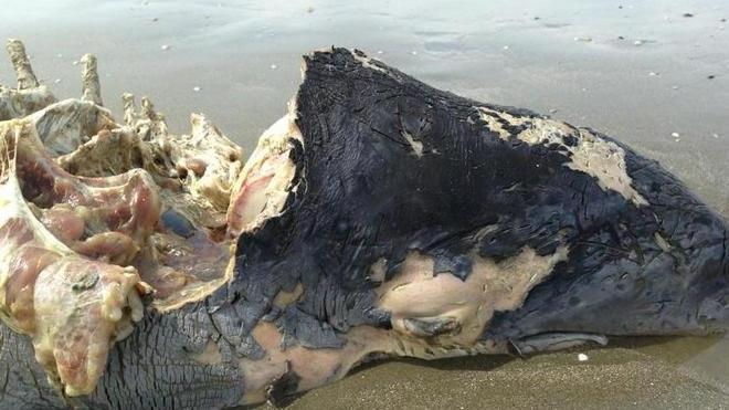Carcassa di delfino trovata sulla spiaggia