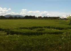 Quattro grandi cerchi nel grano 