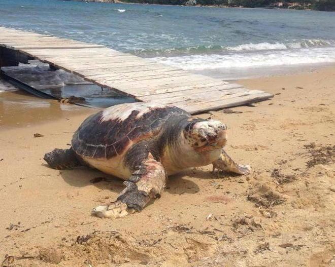 Tartaruga gigante fotografata sulla spiaggia di Procchio 