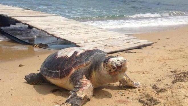 Tartaruga gigante fotografata sulla spiaggia di Procchio