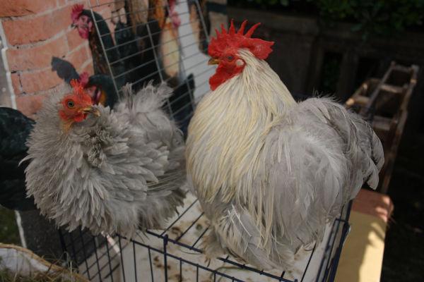 Galli&Galline a Cantagallo per l’iniziativa Voler bene all’Italia 