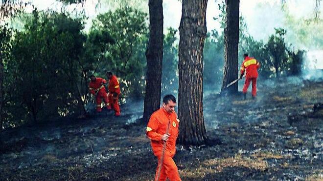 Piccolo incendio boschivo in una pineta sotto San Piero