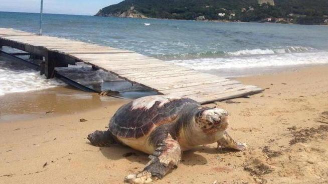 Maxi tartaruga sulla spiaggia di Procchio