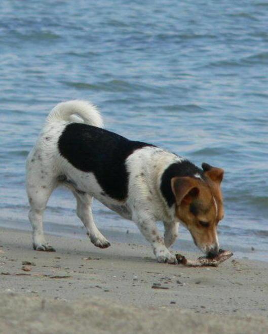 Ecco le spiagge per i cani, meno spazio a Perelli 1