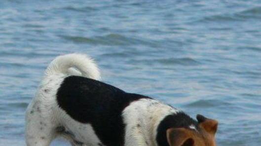Ecco le spiagge per i cani, meno spazio a Perelli 1