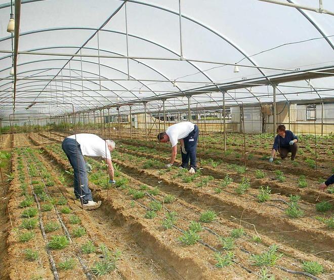 Veleni in agricoltura arriva lo stop totale Controlli di Nas e Asl 