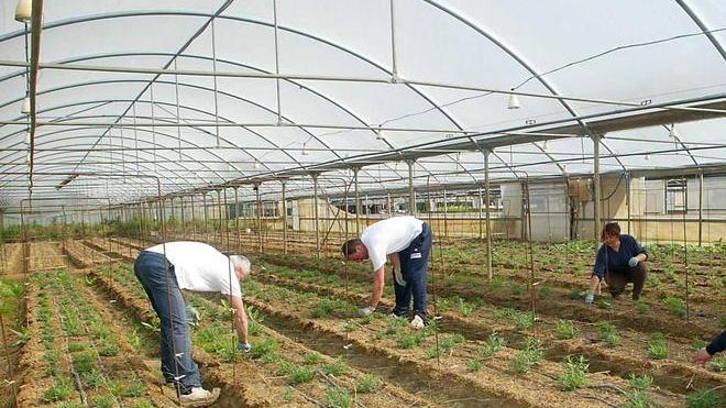 Veleni in agricoltura arriva lo stop totale Controlli di Nas e Asl