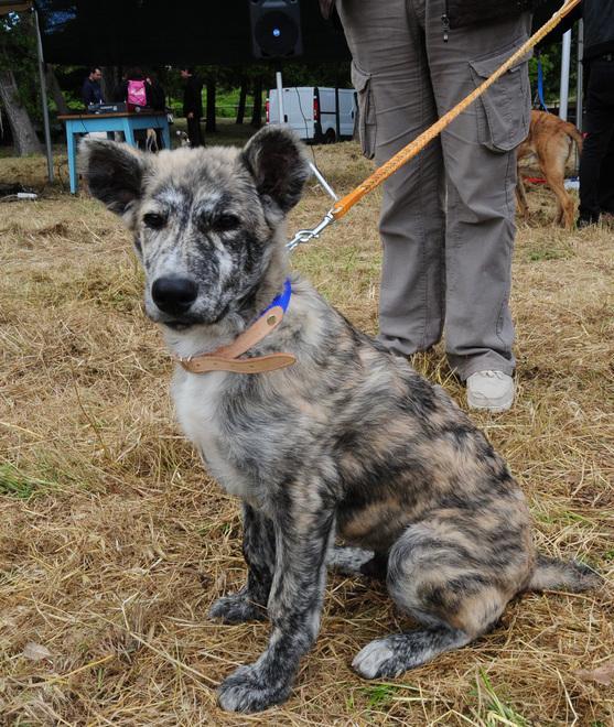 I cani sardi invadono Scano Montiferro 