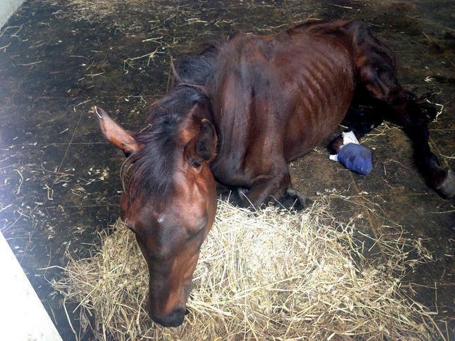 È morto nella notte il cavallo abbandonato a Sassari 