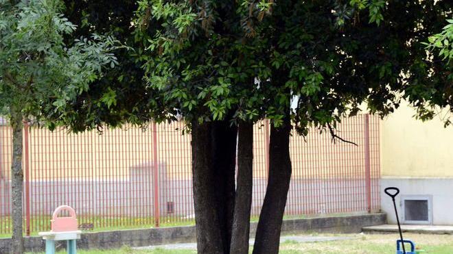 Bimbo bloccato su un albero mentre gioca