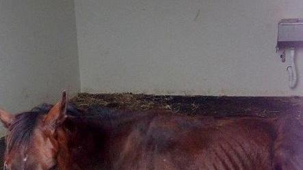 Morto il cavallo maltrattato, inutili le cure dei veterinari 
