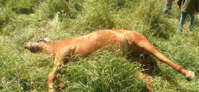 Un altro cavallo ucciso, due salvi dopo le sevizie 