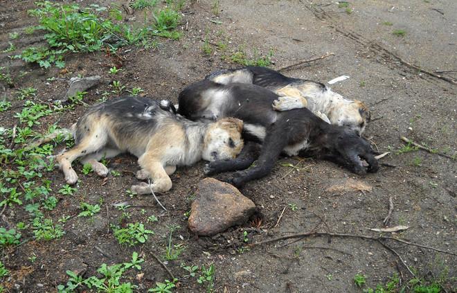 Nuoro, tornano in azione i killer degli animali 