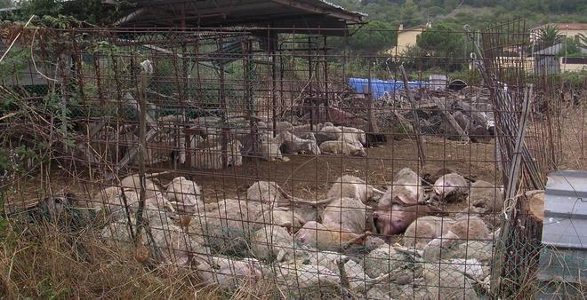 Contro i lupi le ronde dei pastori è allarme per le stragi di greggi 