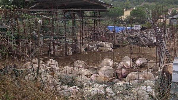 Contro i lupi le ronde dei pastori è allarme per le stragi di greggi