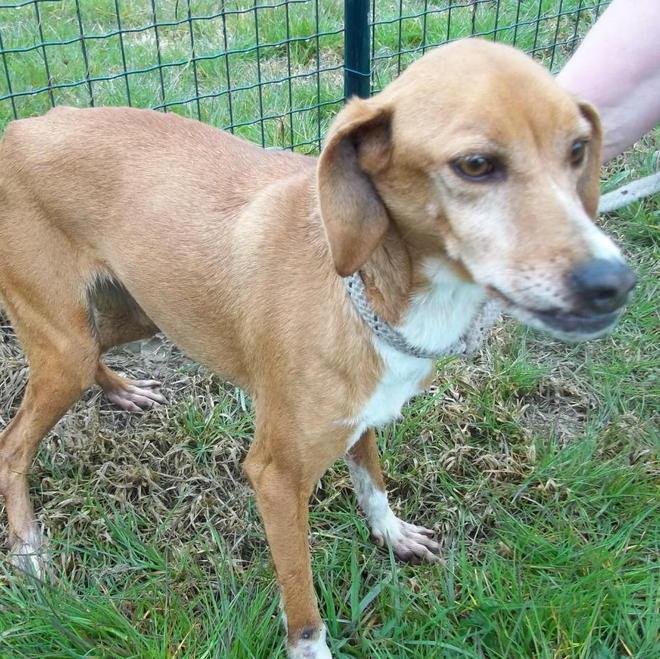 Canile aperto anche il martedì pomeriggio Il Comune viene incontro agli animalisti