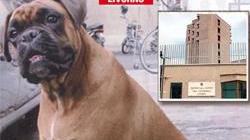 Il cane fa visita al padrone in carcere