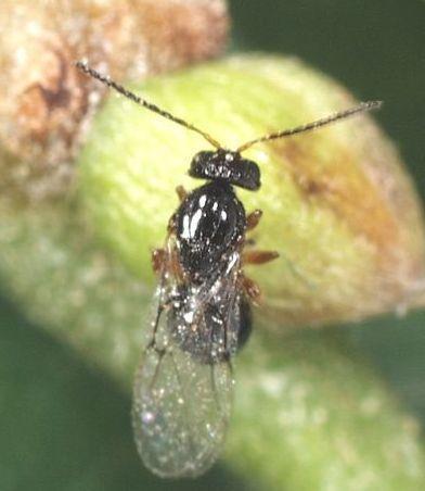 Castagni infestati dal parassita, ora la vespa cinese fa paura 