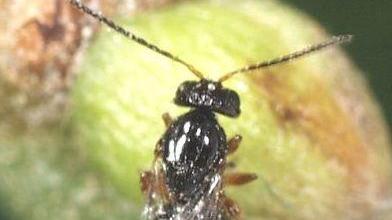 Castagni infestati dal parassita, ora la vespa cinese fa paura