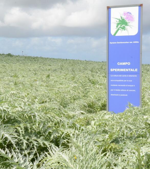 Chimica verde, dubbi dell’Università sull’uso dei cardi 