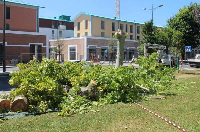Alberi malati in piazza Mazzini. È iniziato l’abbattimento 